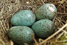 Blackbird eggs.